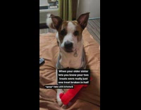 Dog shocked by one treat split into two