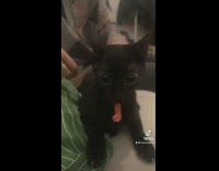 Black cat holds onto chip does not want to let go 