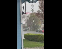 Bird shelter house roof front yard raining