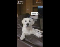 Dog tells human to give it away 