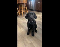 Puppy munching on carrots
