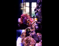 Time lapse of clownfish swims through anemone