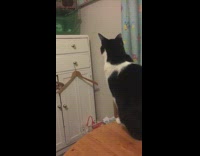 Black white cat stare at hamster inside cage