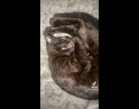 Black cat sleeping and snoring in ball curled up