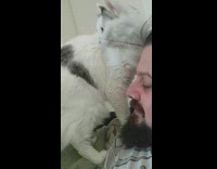 Collab DailyDoseOfInternet - Cat finds the high pitch sound near the owner at the bed