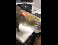 Cat head stuck inside tortilla plastic bag