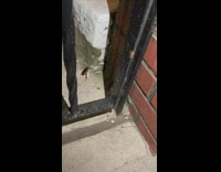 Cockroach drags cigarette butt across ground 