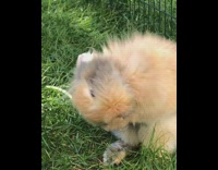 Brown grey bunny rabbit sits on grass 