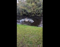 Dog swim on river to fetch ball