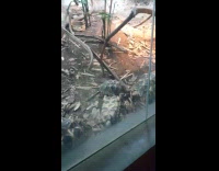 Tortoise upside down around the other tortoise