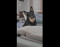 Dog howls on siren sound