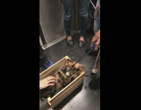 Black spotted pig subway train in wooden crate