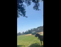 Dog searches for bird taunting from tree