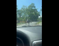 Group on horseback riding crossing the road