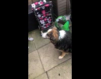 Pet dog sit on ground given treats