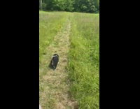 Dog loves to belly flop in grass meadow