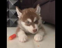 Brown white husky puppy dog eats carrot