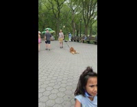 Dog lays flat on park ground doesnt want to get up