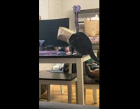 Cat paper bag on head fall down table