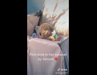 Collab BitchMP - Little brown dog in basket