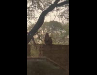 Collab AnimalIG - Small monkey clings to the adult monkey by the tree while it rains