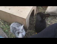 Black bunny jumps on box falls down