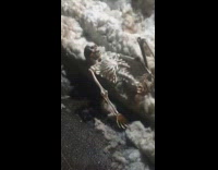 Collab winy - Guy sees skeleton decoration on snow sidewalk 