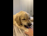 Dog growls and bites hand on paw