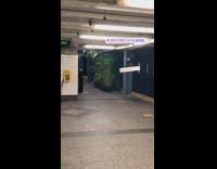 Tall green plants black pots subway platform 
