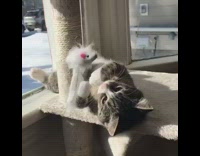 Grey kitten cat plays with mouse toy
