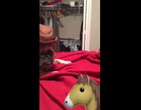 Pug Wears A Cowboy Hat On A Red Bed