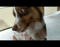 wide eyed dog eats ice cream from cup