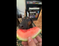 Close up of dog face eat watermelon