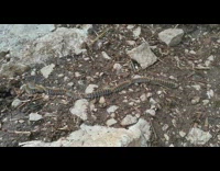 Furry Caterpillars Connect in One Line 