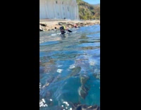 Woman swims and screams at fishes underwater