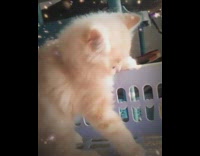 Small orange brown kitten cat heart filter