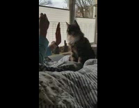 Grey Cat Gives a High Five 