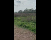 Swarm of mosquito flies on the park above the grass