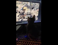 Cat invested in watching videos on computer