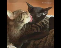 Cat holds grooms black cat couch blanket