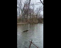 Turtles lay on wood in park river 