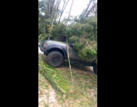 Hurricane hit bamboo tree crashed in car