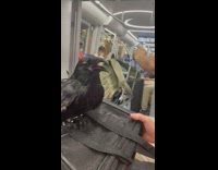 Person touch crow bird inside the train