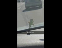 snapchats with lizard on front window