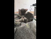 Grey white kitten grooms itself blanket 