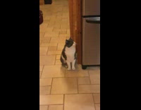 Pet cat meows back to its owner at the kitchen