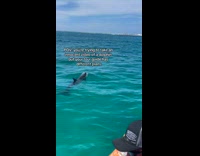 Tour guide tells people fact about dolphin 