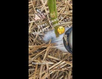 Tomato plant watered and produces sound from the ground Part 1