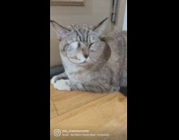 Big eye filter on grey cat 