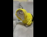 Cat in bee costume enjoying a moment on the couch